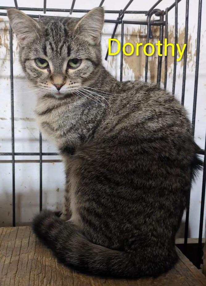 Enlarge Dorothy, a ADOPTABLE Domestic Short Hair in Mears, MI image 2/2