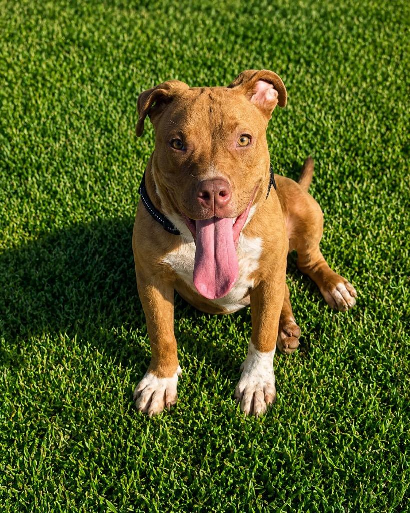 Goose, a Adoptable mixed breed in Centralia, IL image 1/3