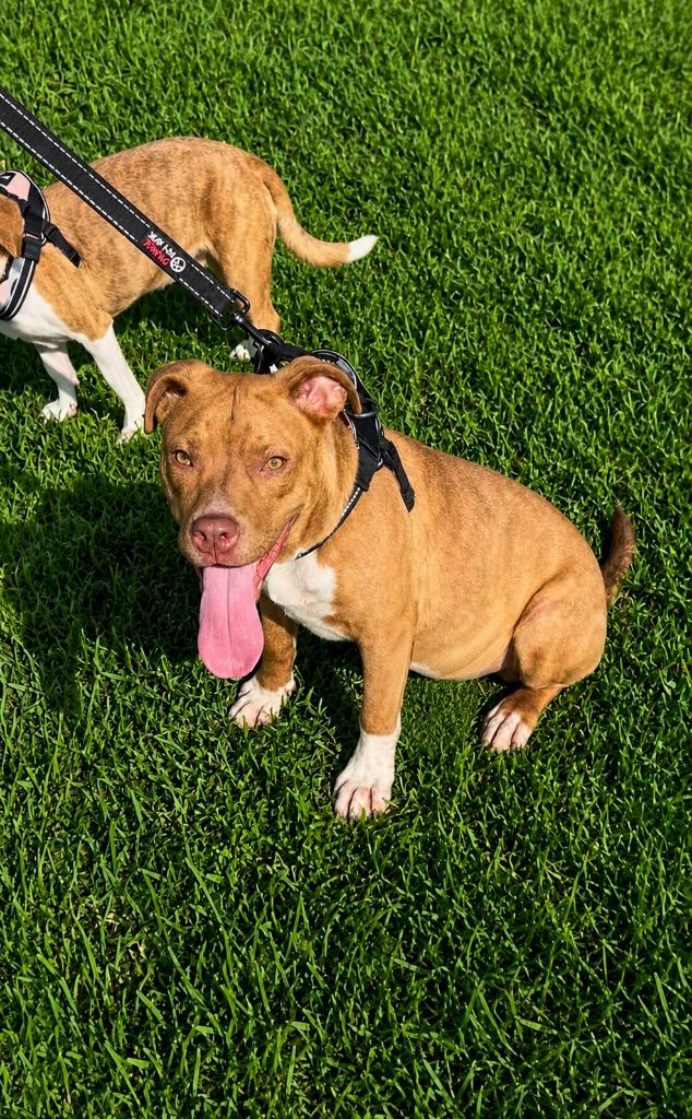 Goose, a Adoptable mixed breed in Centralia, IL image 3/3
