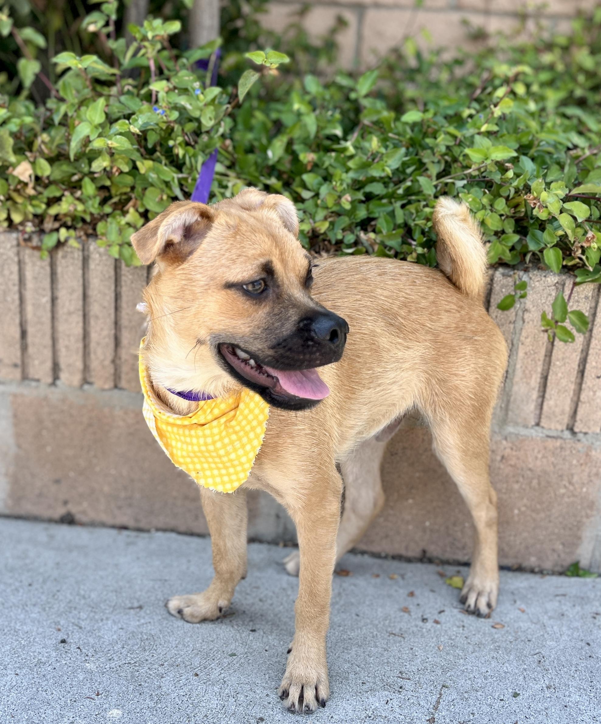Mike, a Adoptable mixed breed in El Segundo, CA image 1/6
