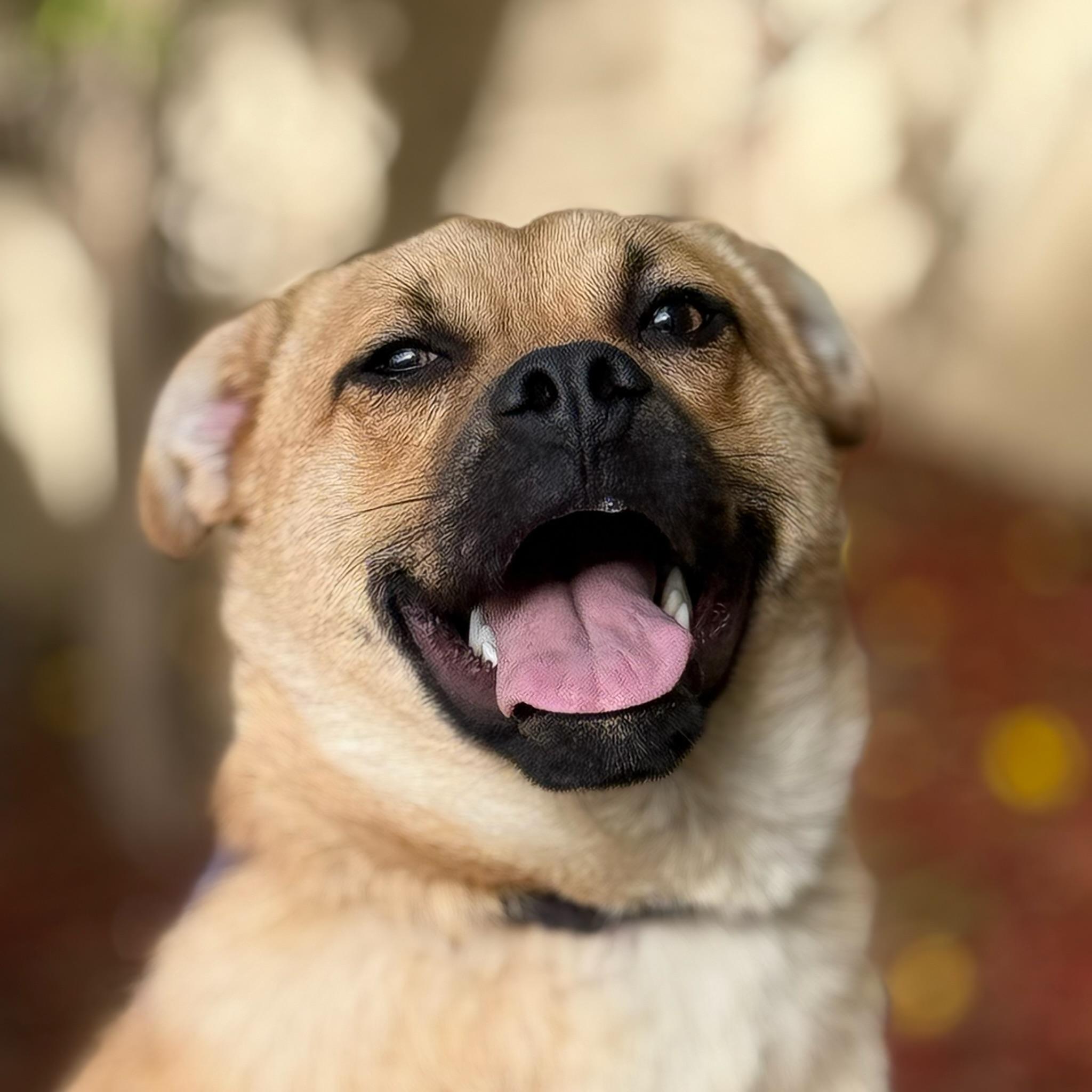 Enlarge Mike, a Adoptable Puggle in El Segundo, CA image 1/6