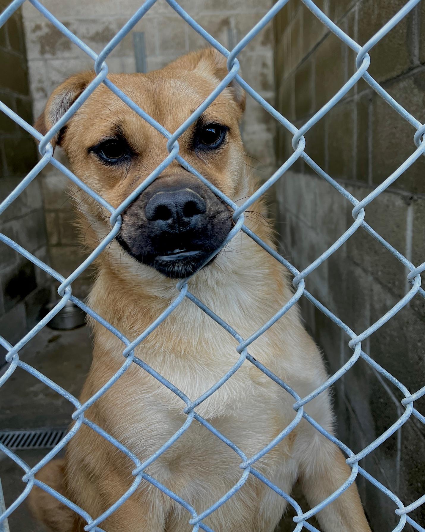 Enlarge Mike, a Adoptable Puggle in El Segundo, CA image 2/6