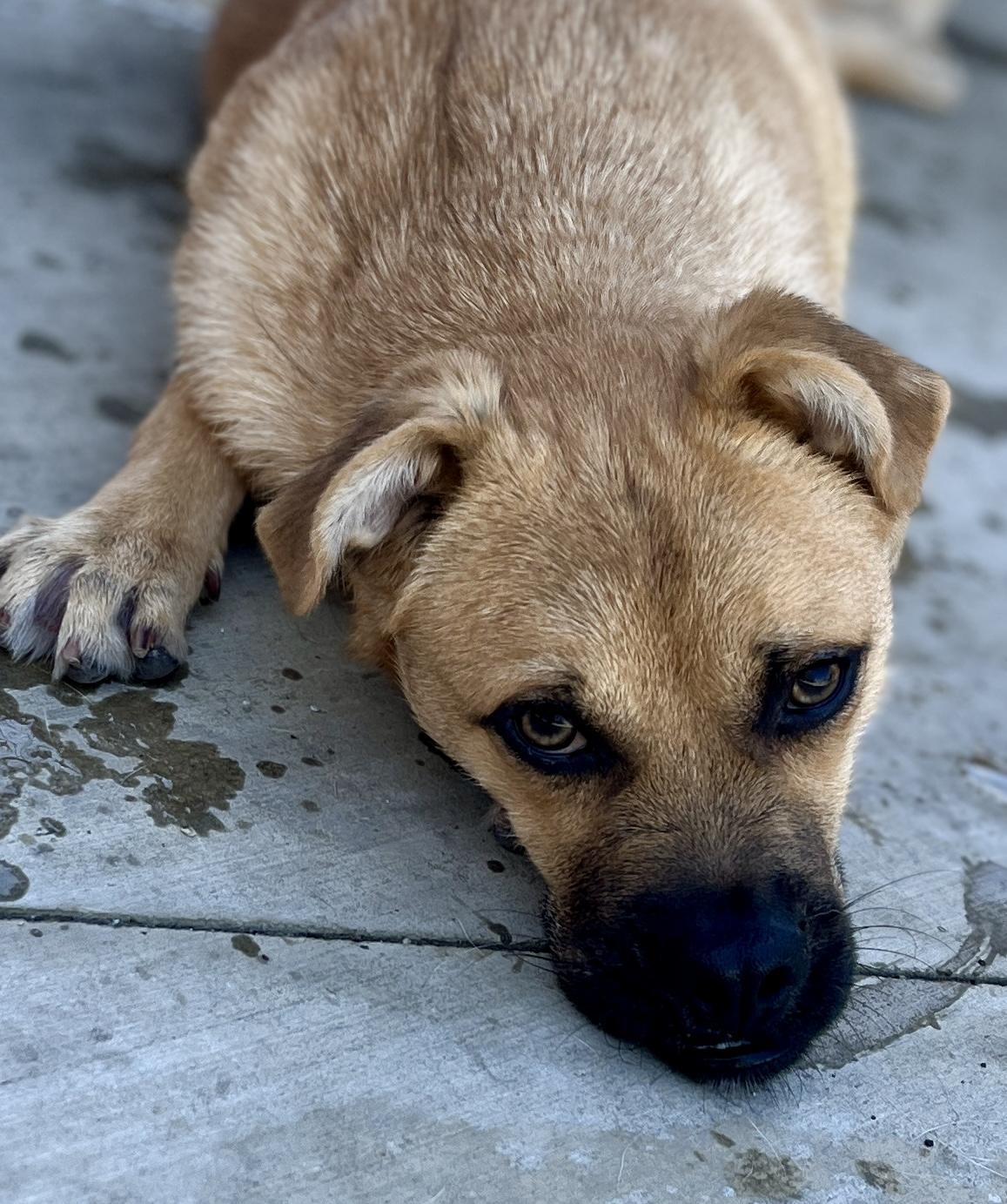 Mike, Adoptable, Young Male Pug & Labrador Retriever.