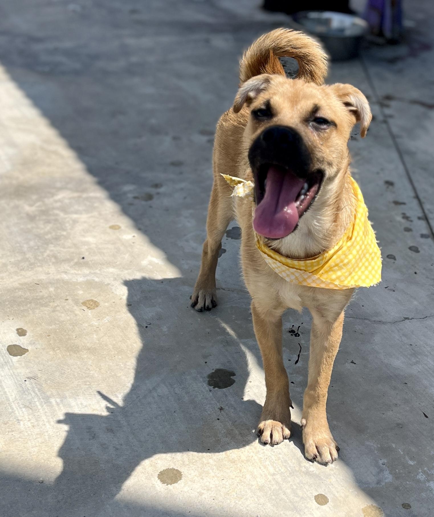 Mike, a Adoptable mixed breed in El Segundo, CA image 4/6