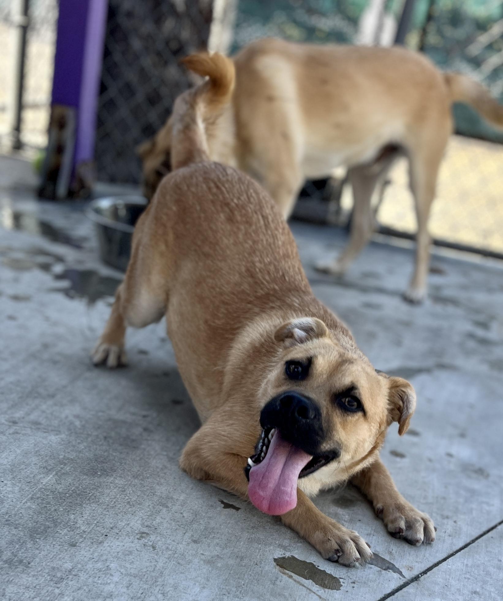 Mike, a Adoptable mixed breed in El Segundo, CA image 5/6