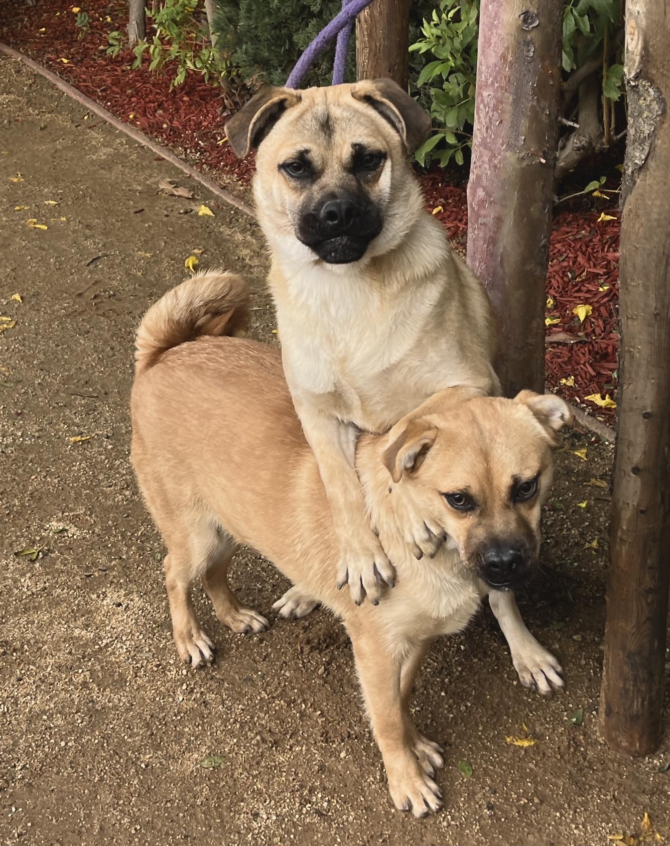 Enlarge Mike, a Adoptable Puggle in El Segundo, CA image 4/6