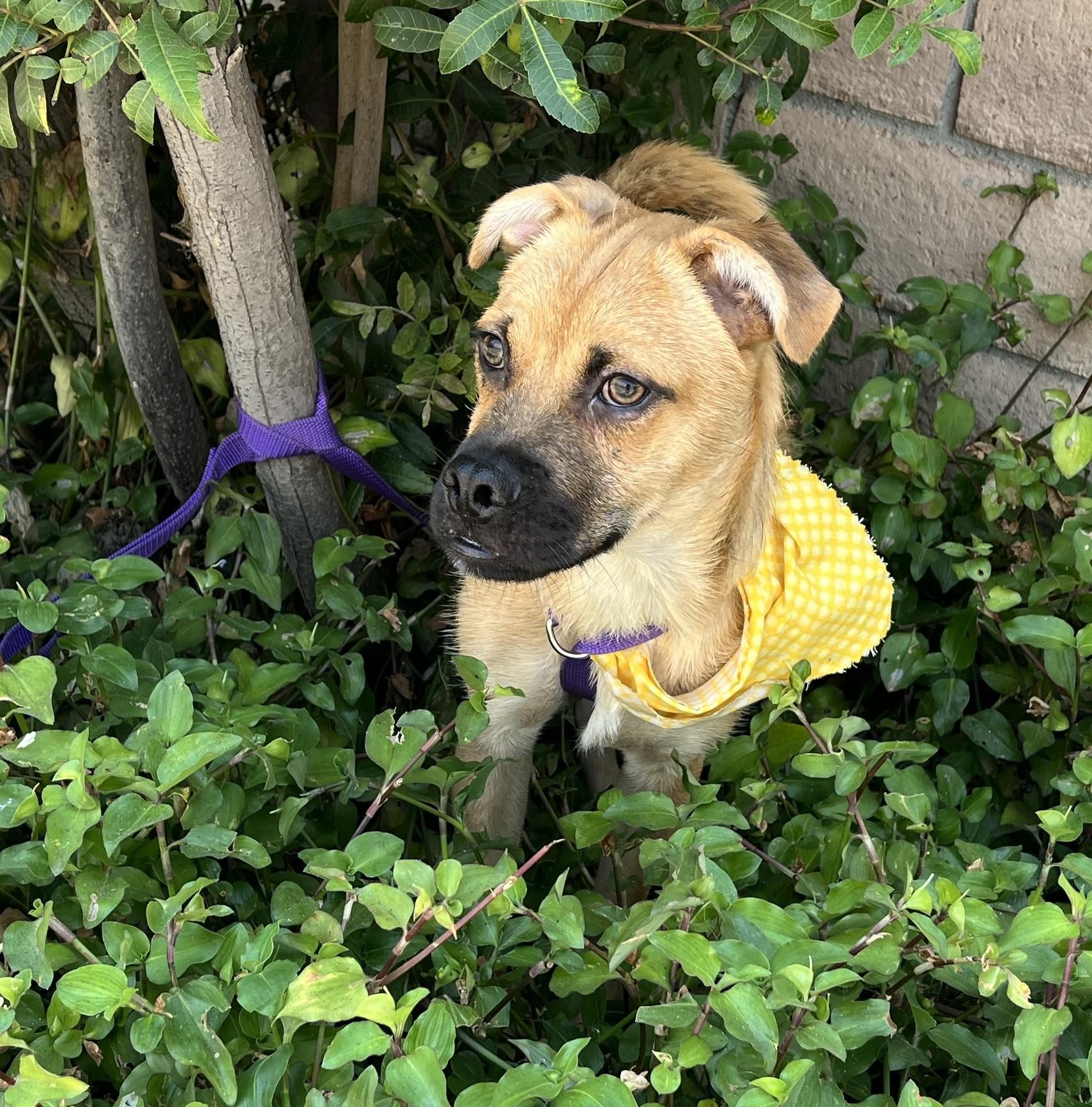 Mike, a Adoptable mixed breed in El Segundo, CA image 6/6