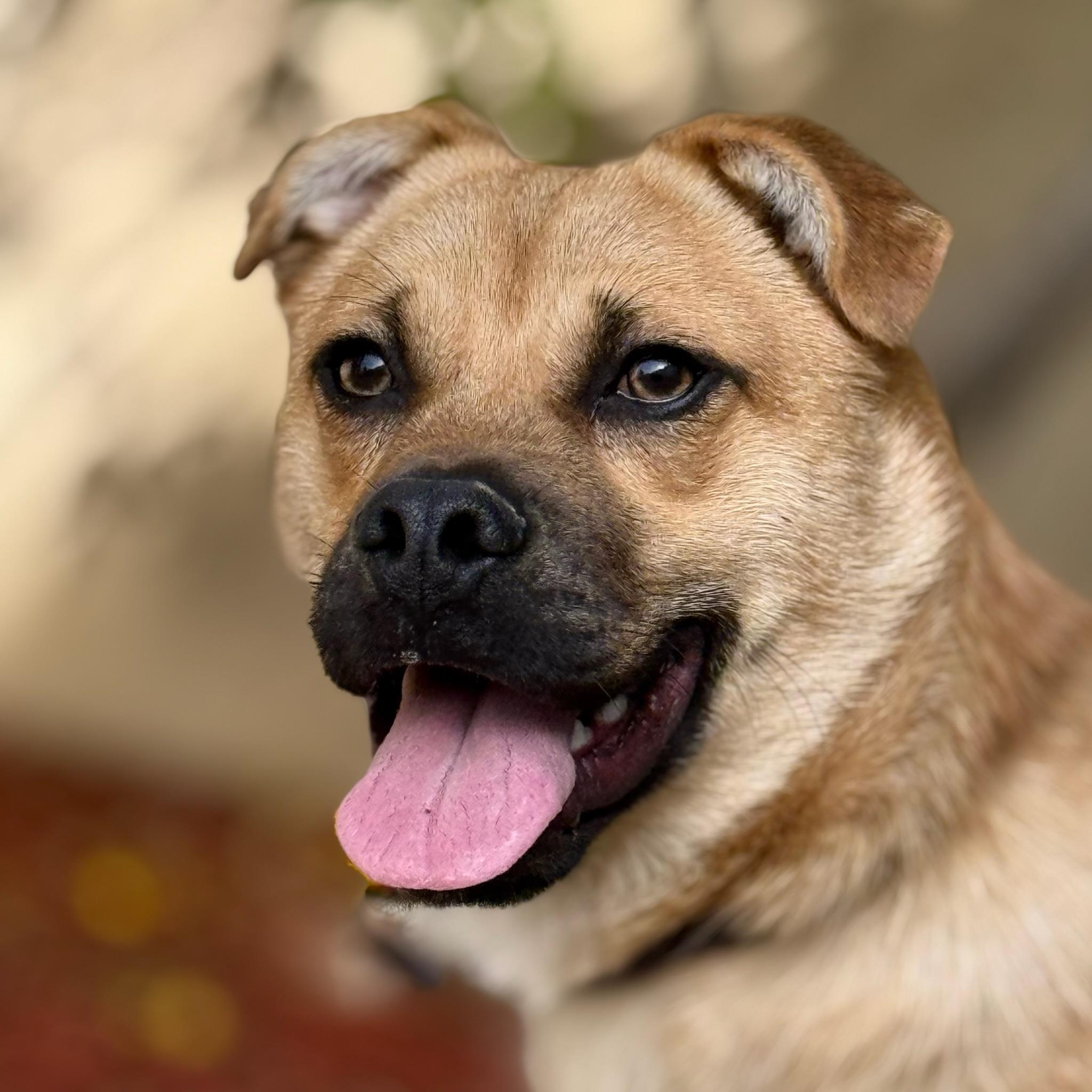 Enlarge Mike, a Adoptable Puggle in El Segundo, CA image 5/6