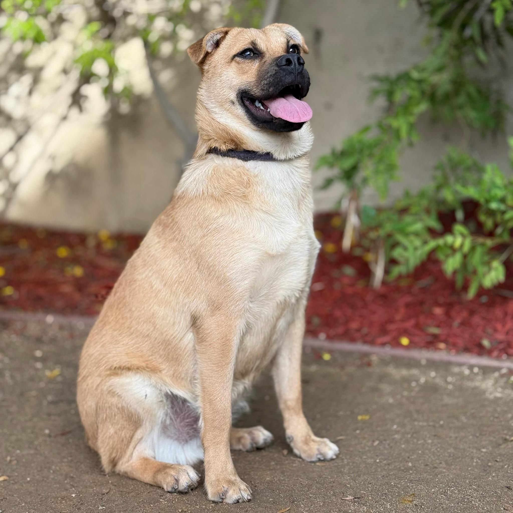 Enlarge Mike, a Adoptable Puggle in El Segundo, CA image 6/6
