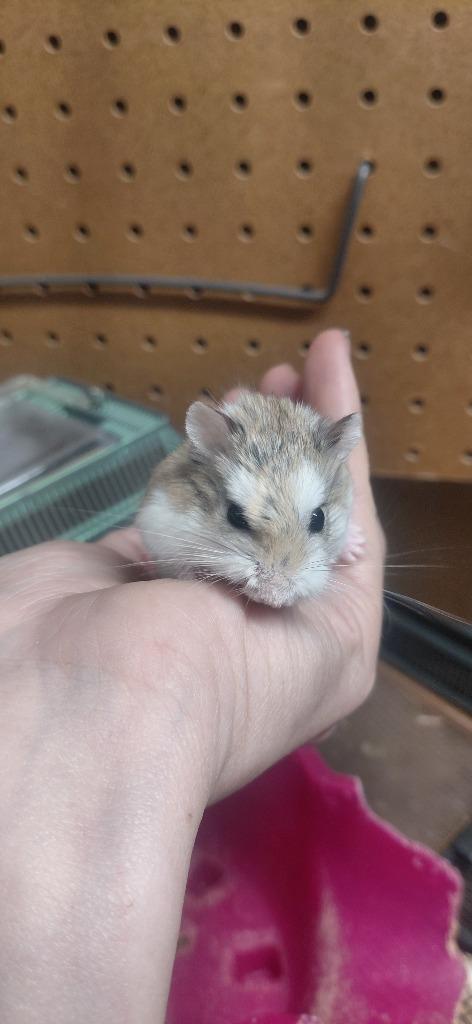 Enlarge Mia, a Adoptable Hamster in Cincinnati, OH image 1/1