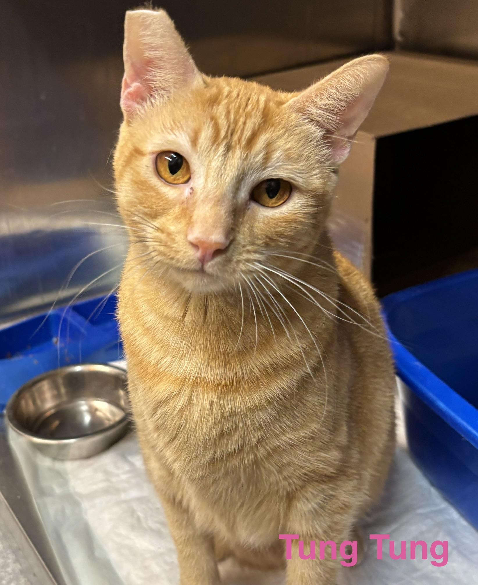 Enlarge Tung Tung, a Adoptable Tabby in Las Vegas, NV image 1/1