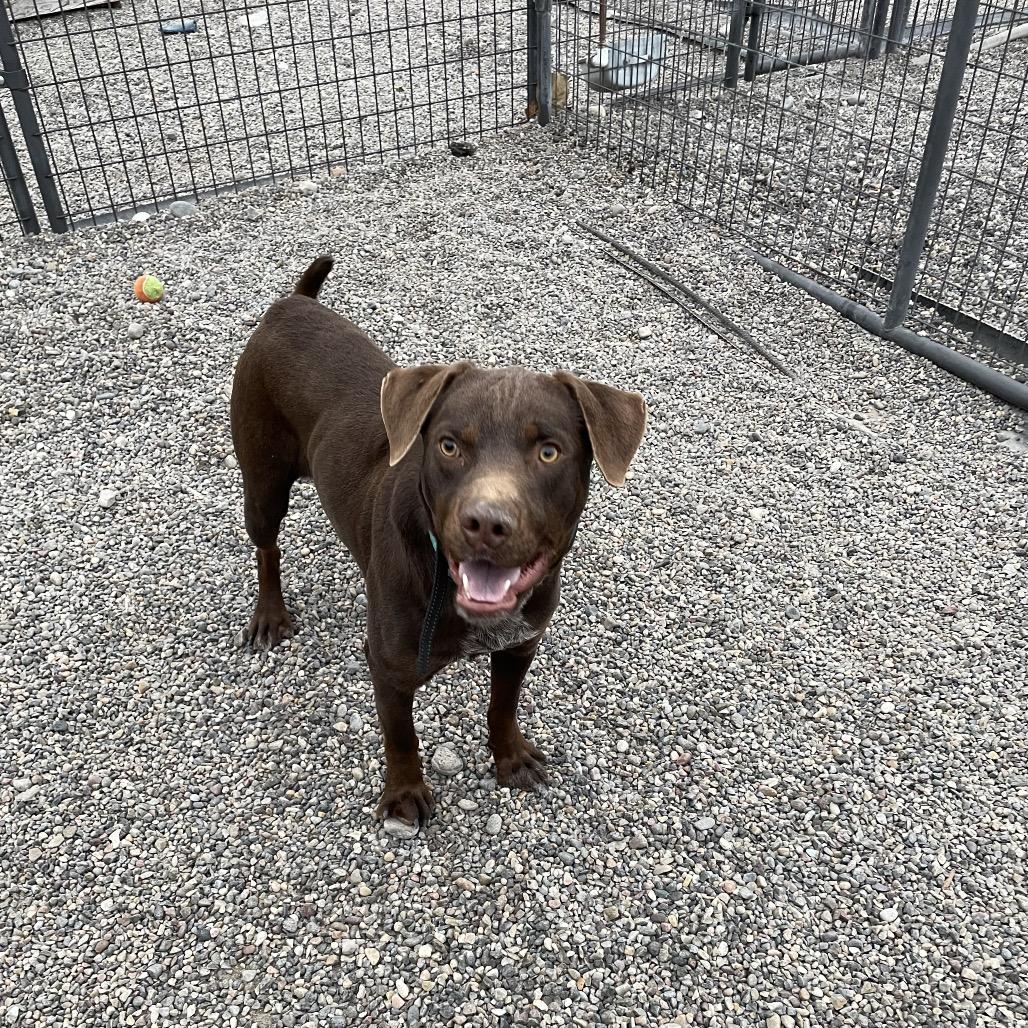 Enlarge Rusty, a Adoptable mixed breed in Rexburg, ID image 1/4