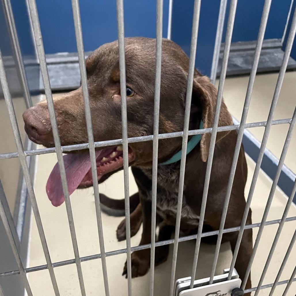 Enlarge Rusty, a Adoptable mixed breed in Rexburg, ID image 2/4