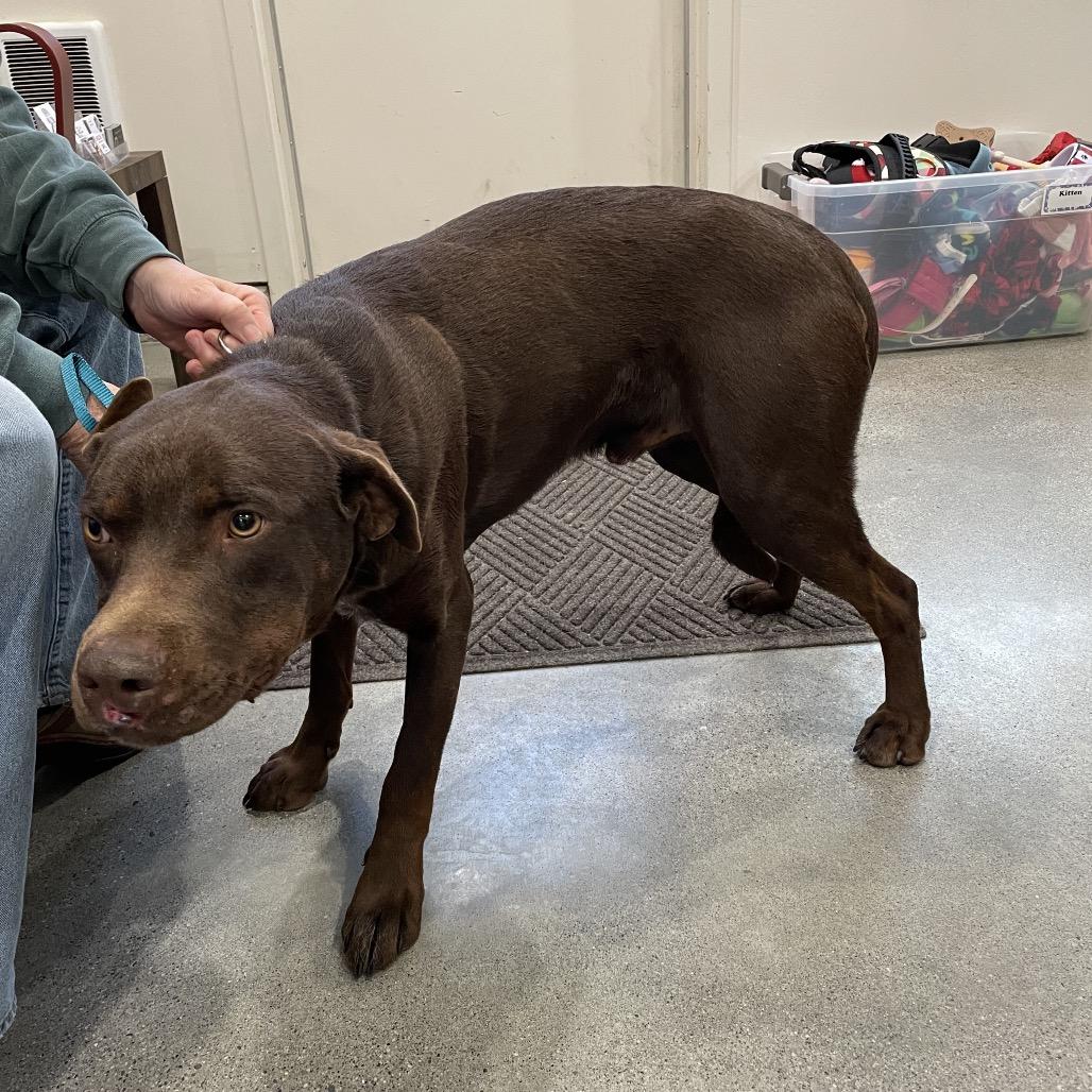 Enlarge Rusty, a Adoptable mixed breed in Rexburg, ID image 3/4