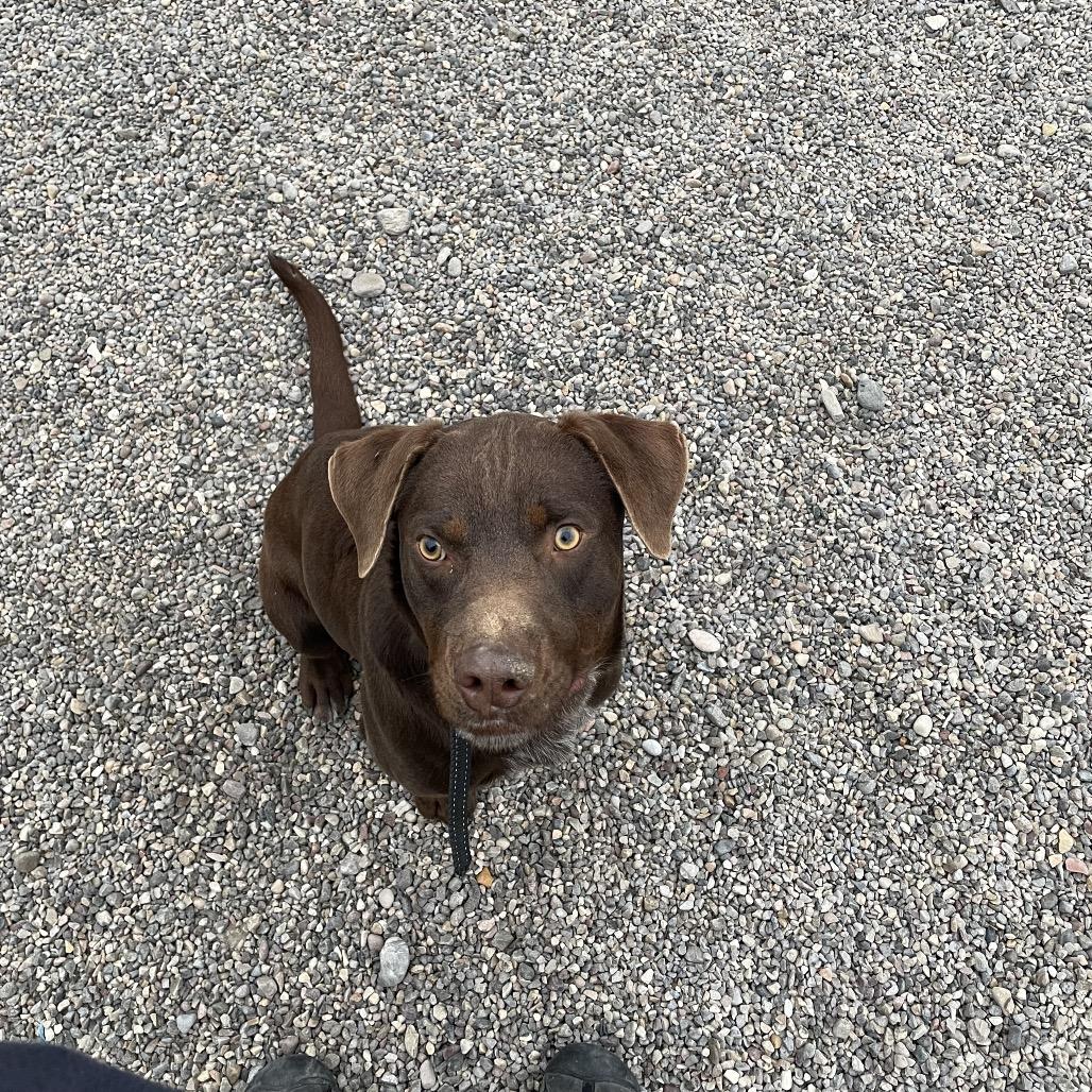 Enlarge Rusty, a Adoptable mixed breed in Rexburg, ID image 4/4