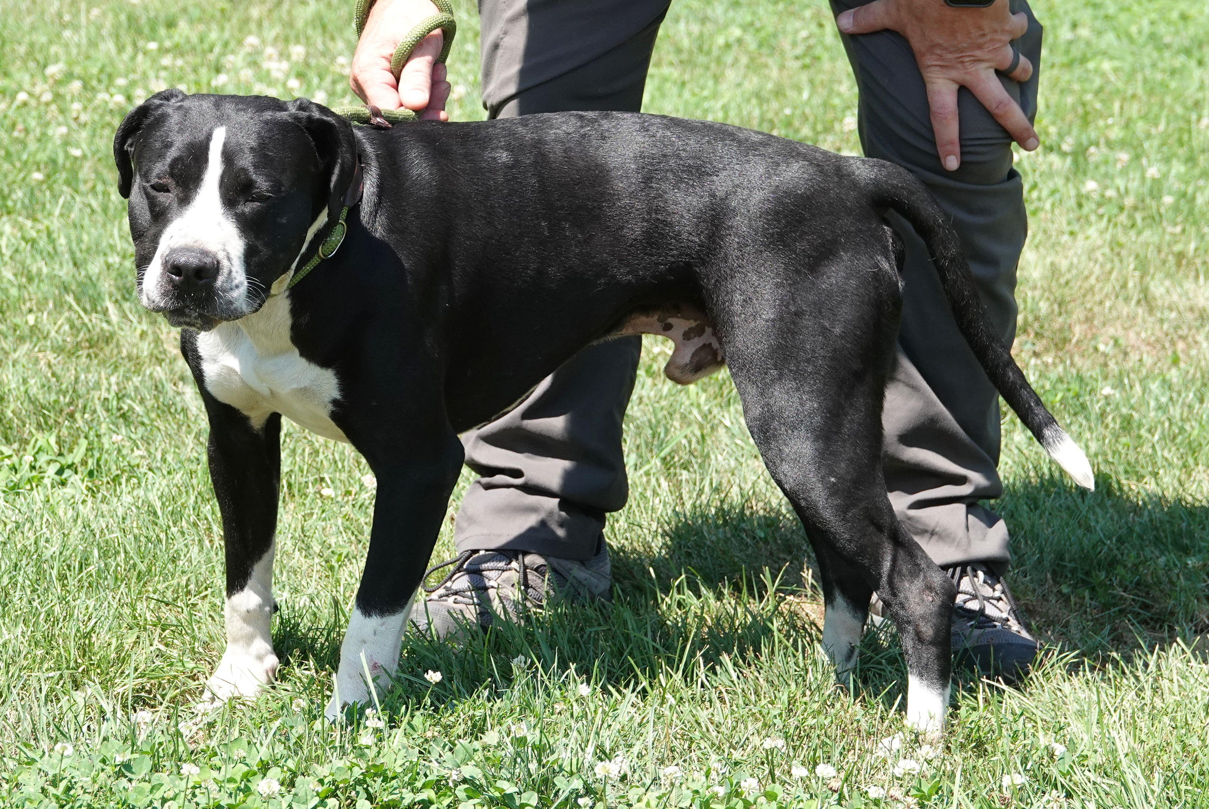 Thor/Garth - CLAIMED BY OWNER, an adopted mixed breed in Millfield, OH image 3/3