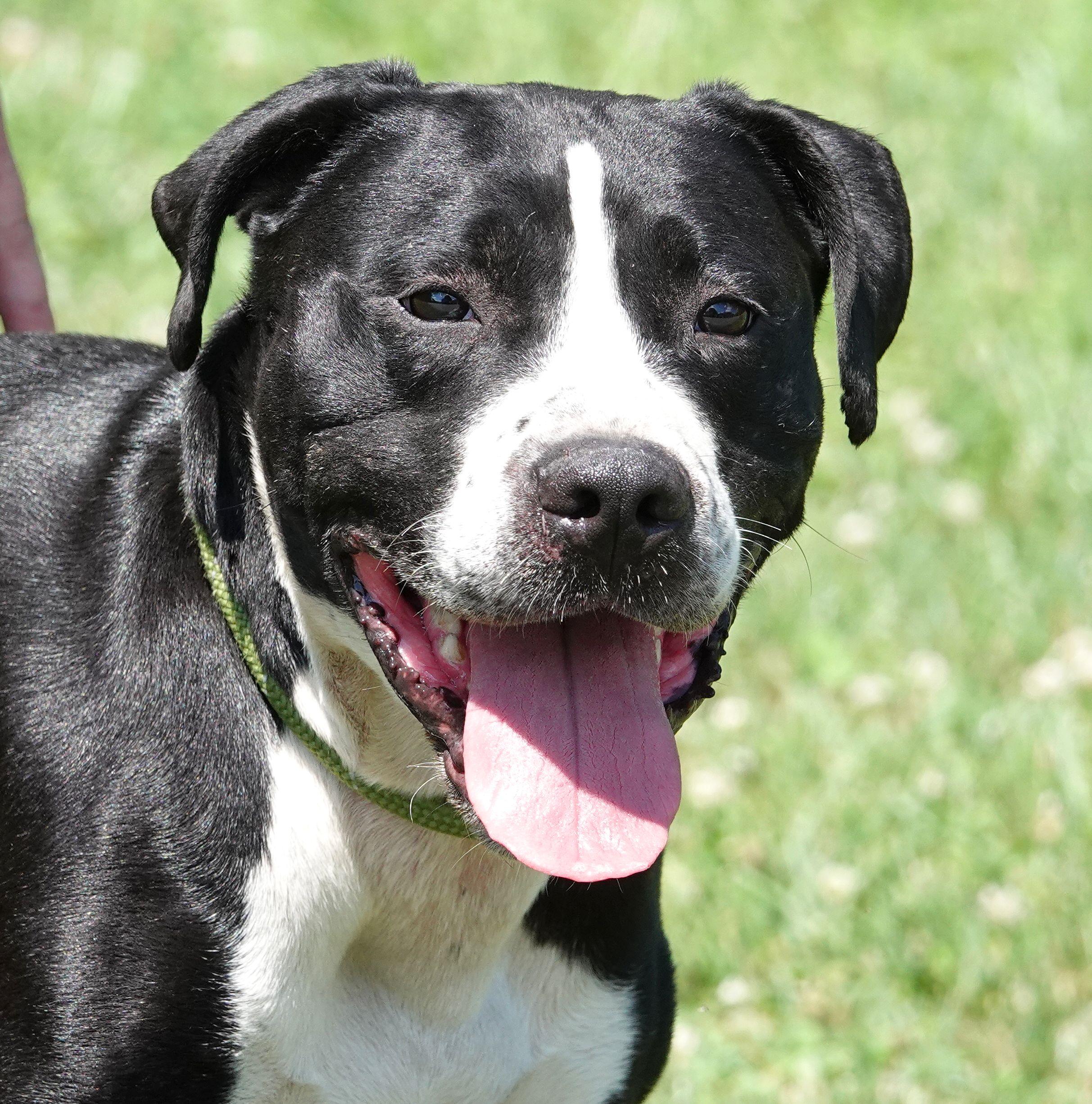 Thor/Garth - CLAIMED BY OWNER, adopted, Adult Male Terrier.