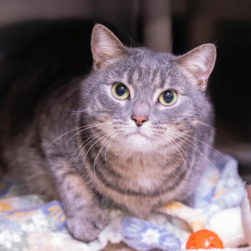 Smokie, Adoptable, Adult Female Domestic Short Hair.