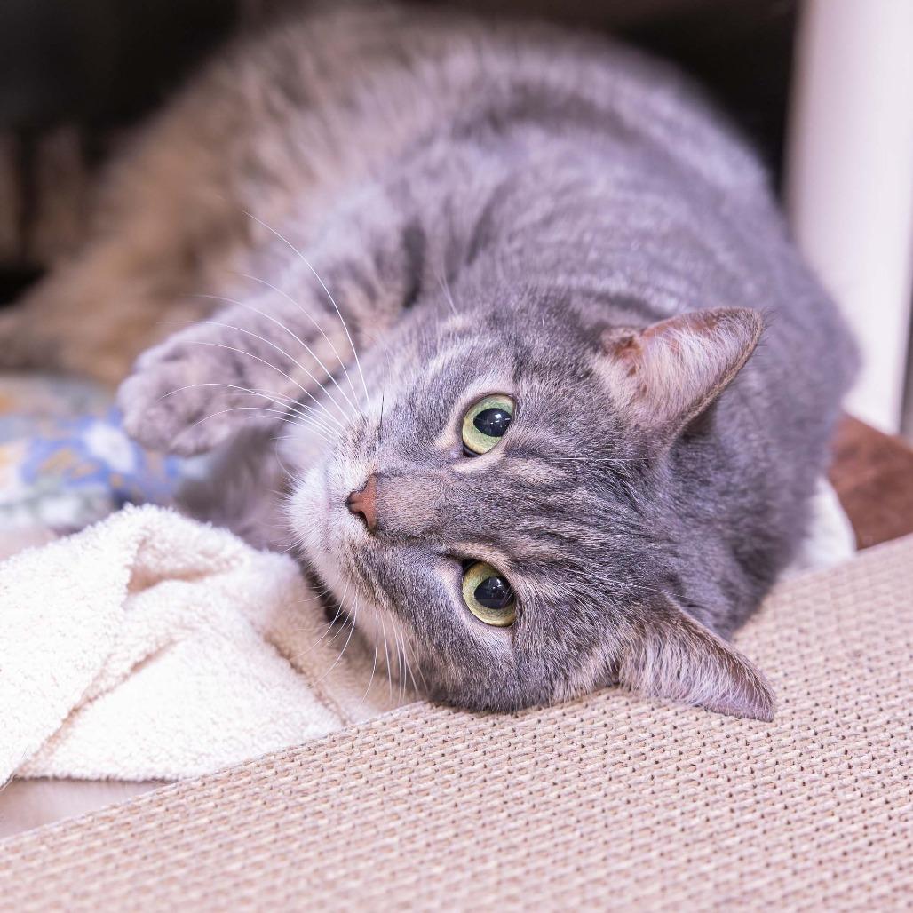 Enlarge Smokie, a Adoptable Domestic Short Hair in Mentor, OH image 2/3