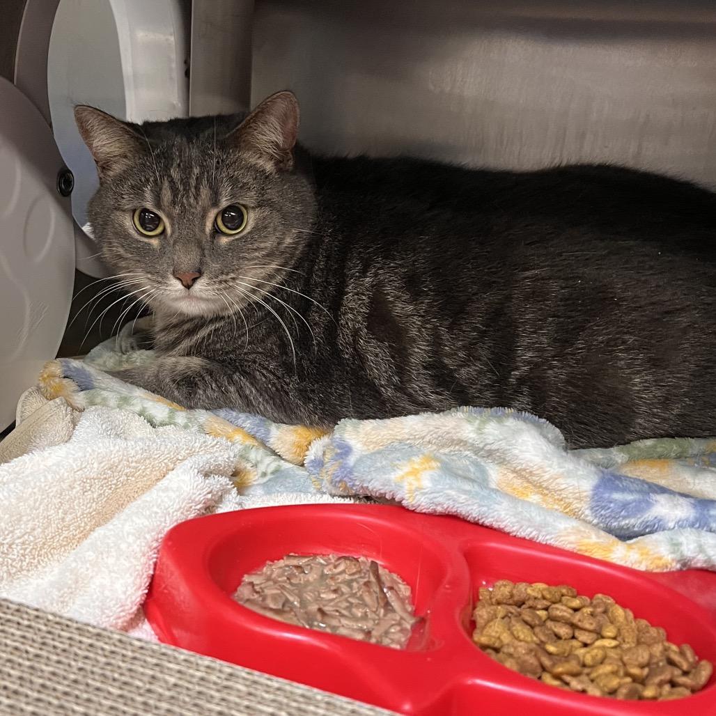 Enlarge Smokie, a Adoptable Domestic Short Hair in Mentor, OH image 3/3