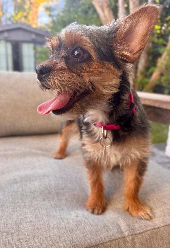 Wilma, Adoptable, Adult Female Border Terrier.