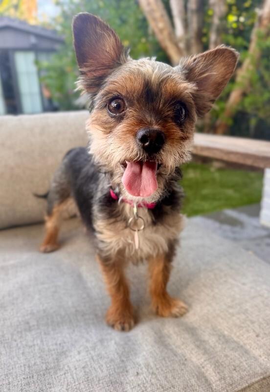 Enlarge Wilma, a Adoptable Border Terrier in Manhattan Beach, CA image 2/5