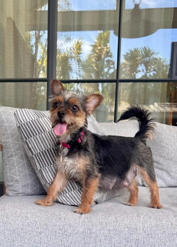 Enlarge Wilma, a Adoptable Border Terrier in Manhattan Beach, CA image 3/5