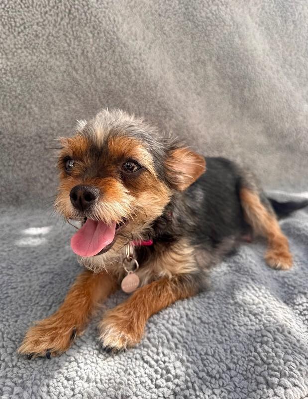 Enlarge Wilma, a Adoptable Border Terrier in Manhattan Beach, CA image 4/5