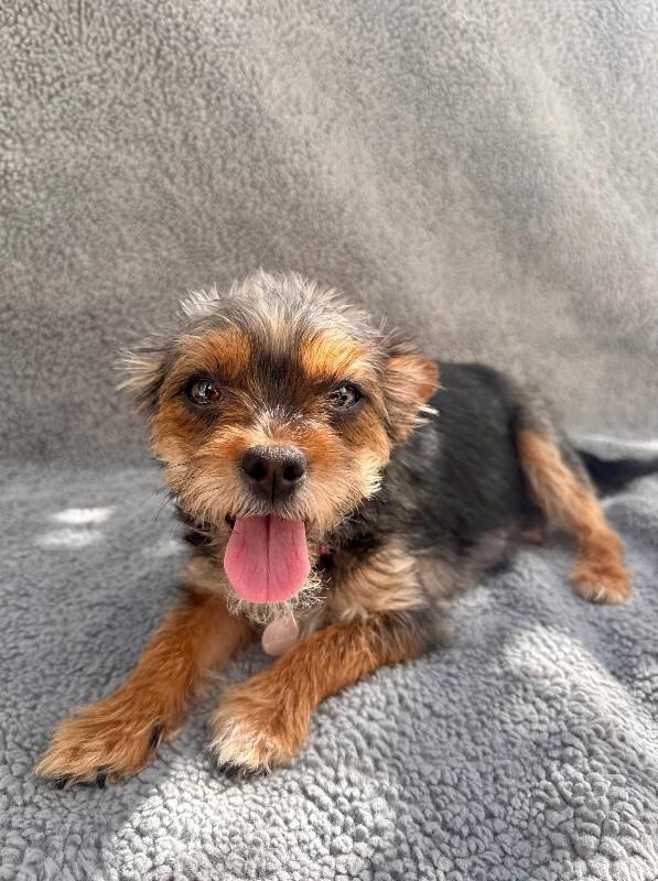 Enlarge Wilma, a Adoptable Border Terrier in Manhattan Beach, CA image 5/5