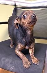 Enlarge Rick, a ADOPTABLE mixed breed in Mount Airy, NC image 3/5