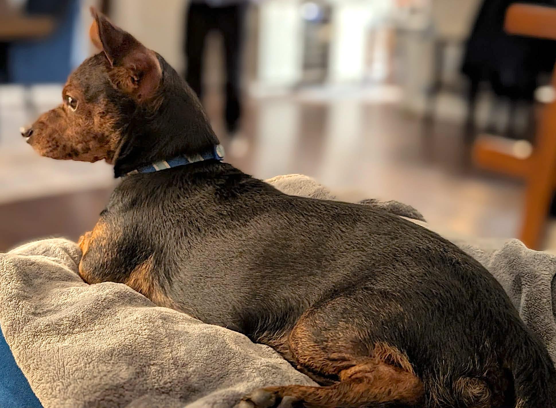 Enlarge Rick, an adopted mixed breed in Mount Airy, NC image 2/6