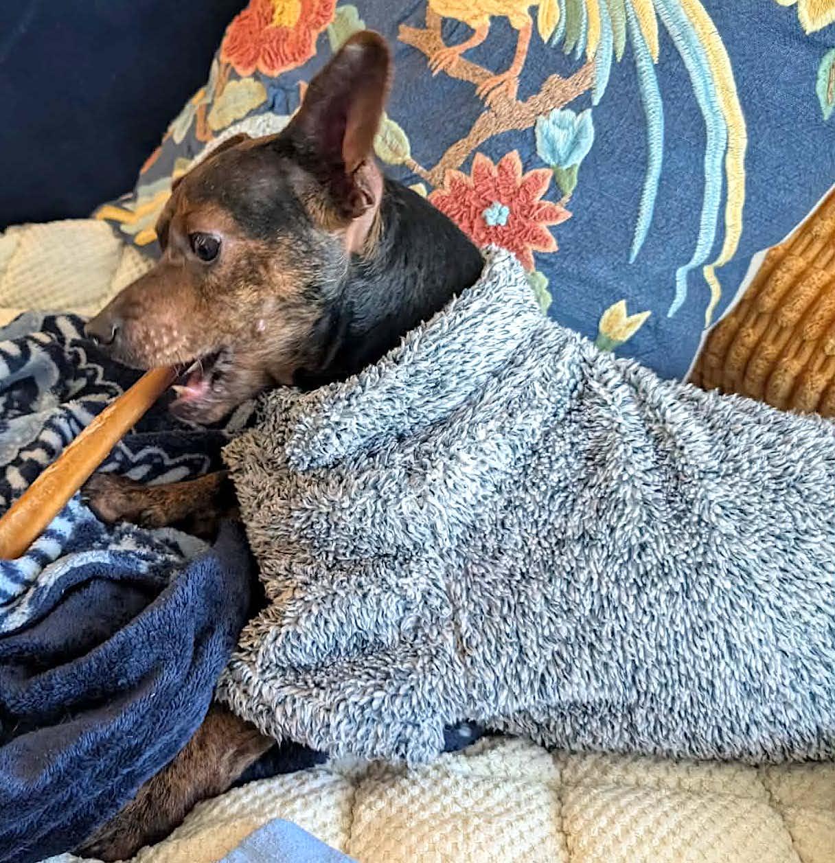 Enlarge Rick, an adopted mixed breed in Mount Airy, NC image 6/6