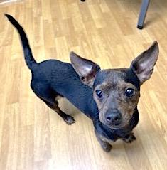 Enlarge Rick, a ADOPTABLE mixed breed in Mount Airy, NC image 2/5