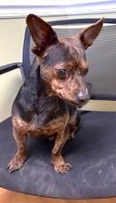 Enlarge Rick, a ADOPTABLE mixed breed in Mount Airy, NC image 4/5