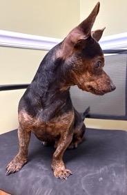 Enlarge Rick, a ADOPTABLE mixed breed in Mount Airy, NC image 5/5