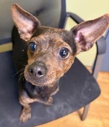 Enlarge Rick, a ADOPTABLE mixed breed in Mount Airy, NC image 1/5
