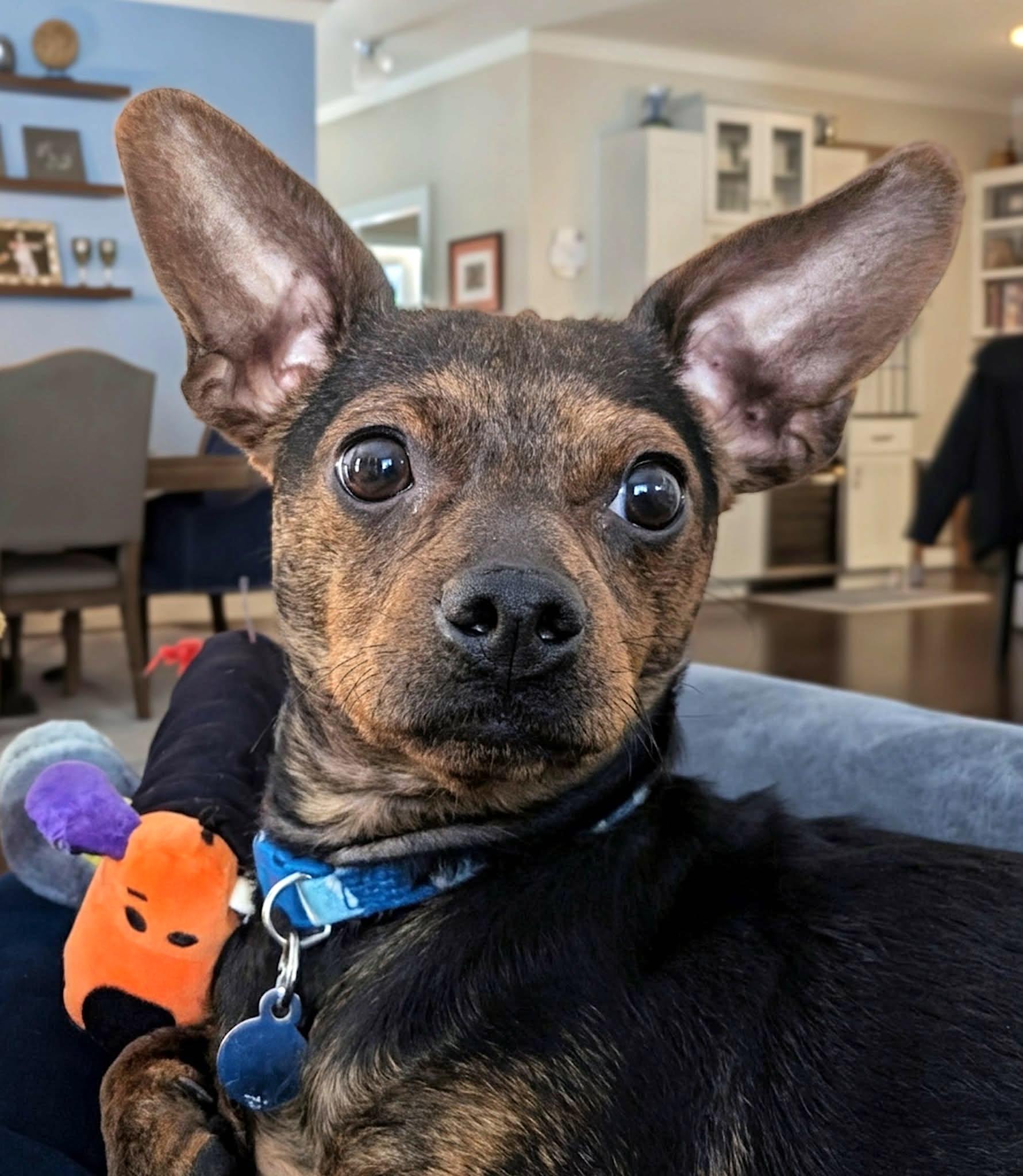 Enlarge Rick, an adopted mixed breed in Mount Airy, NC image 1/6