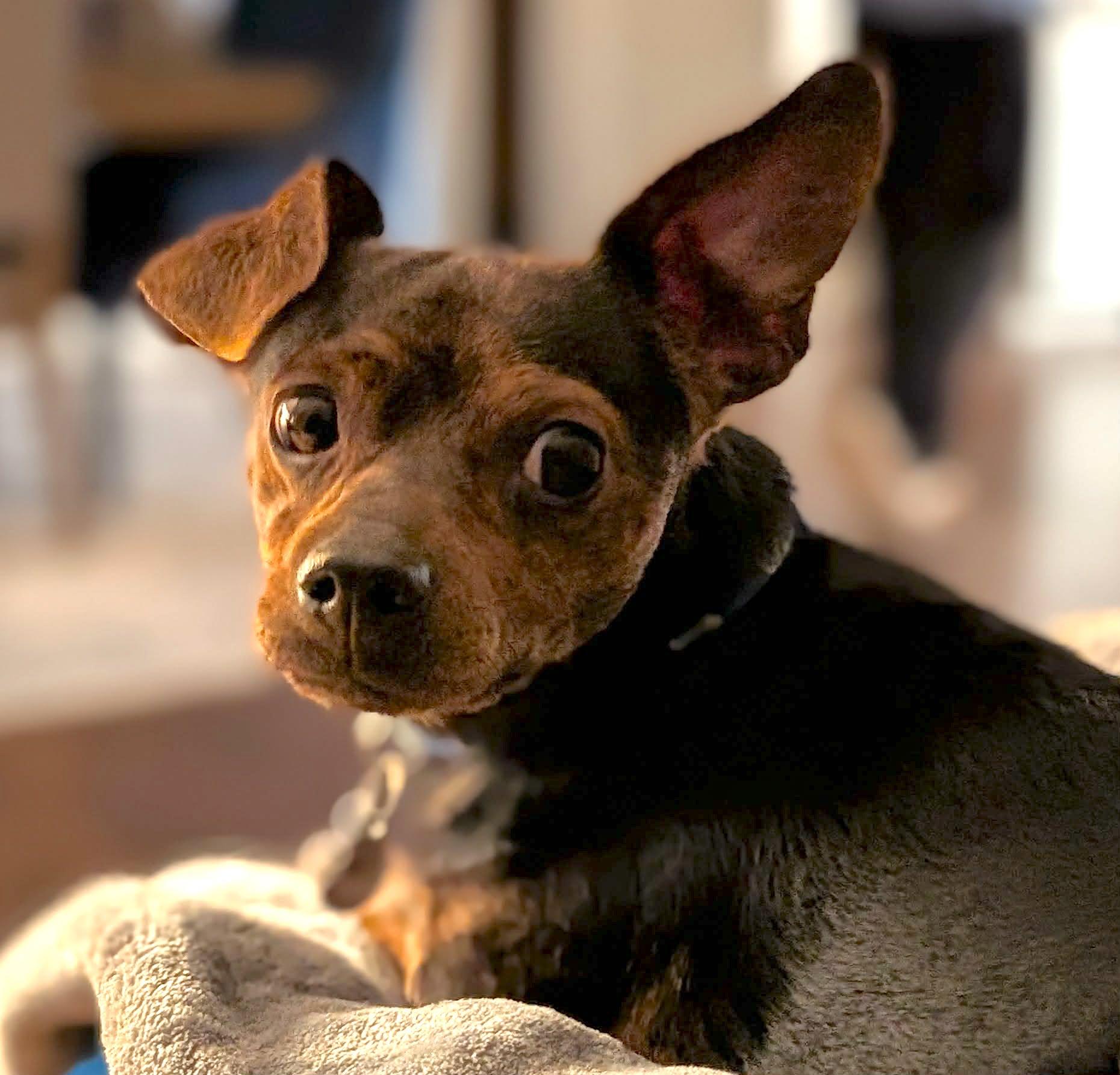 Enlarge Rick, an adopted mixed breed in Mount Airy, NC image 5/6