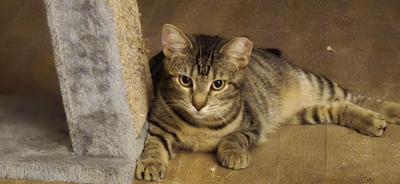 Enlarge STONIE & DELANEY, a Adoptable Domestic Short Hair in Pittsburgh, PA image 1/1