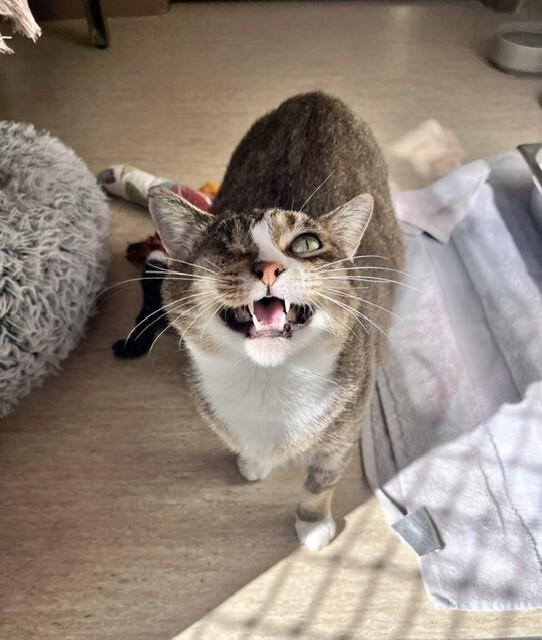 Leeda Beeda Bug, Adoptable, Adult Female Domestic Short Hair.