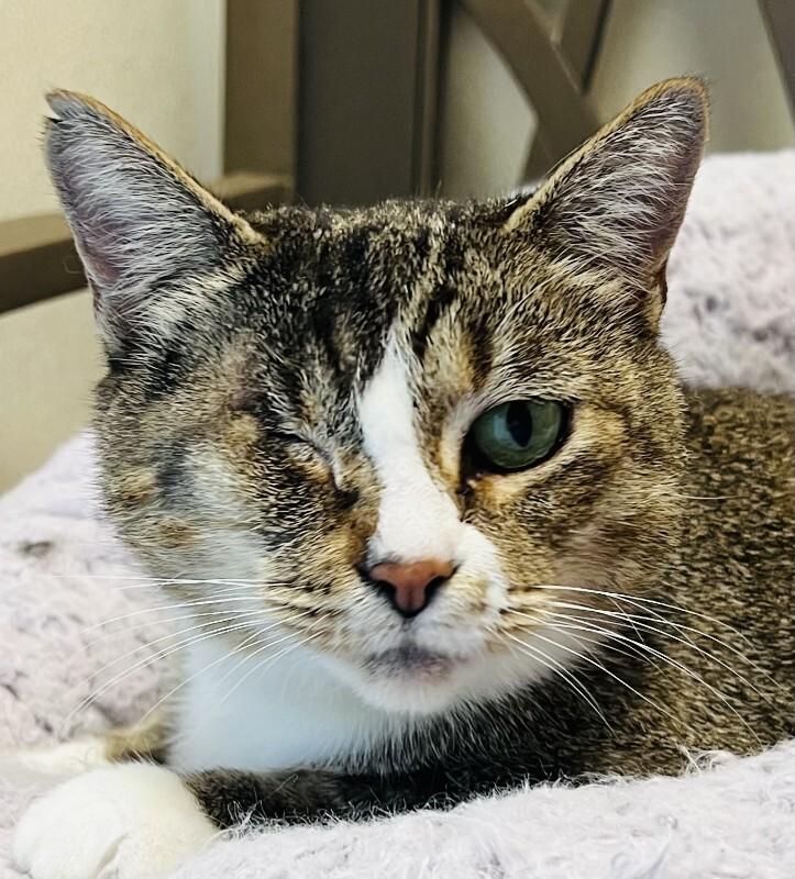 Enlarge Leeda Beeda Bug, a Adoptable Domestic Short Hair in Arlington, WA image 2/5