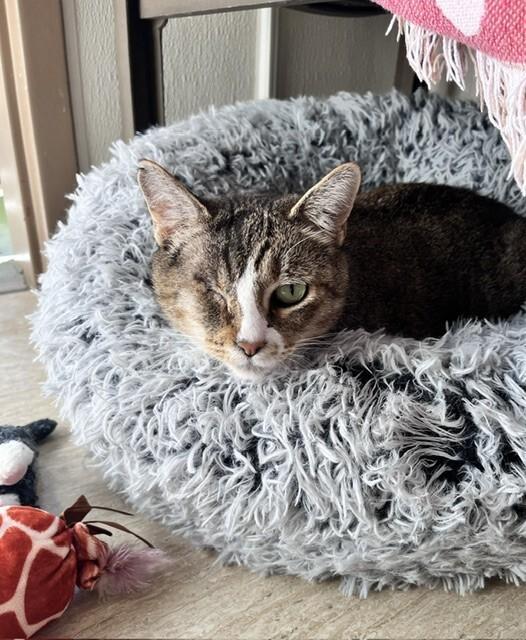 Enlarge Leeda Beeda Bug, a Adoptable Domestic Short Hair in Arlington, WA image 3/5