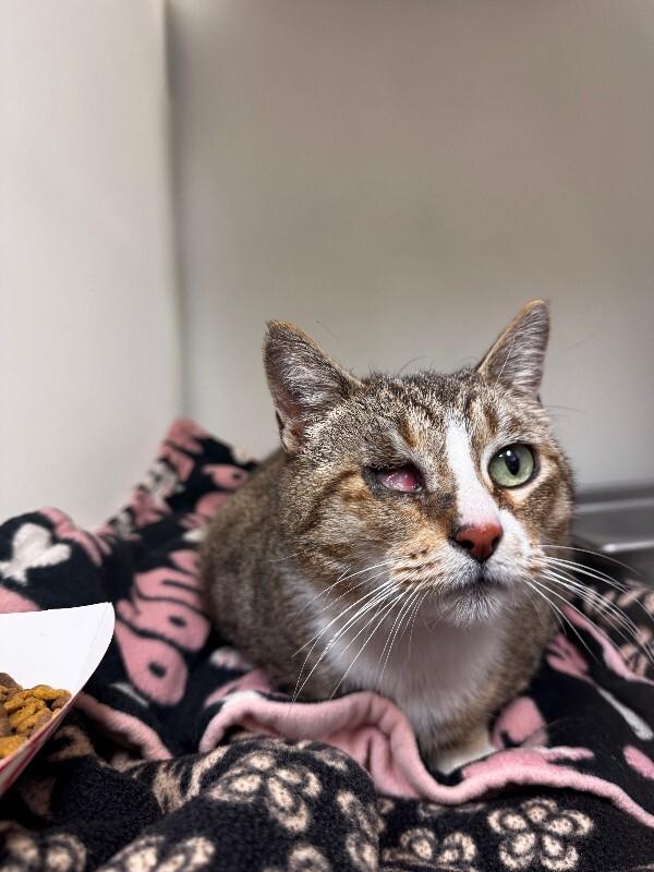 Enlarge Leeda Beeda Bug, a Adoptable Domestic Short Hair in Arlington, WA image 5/5