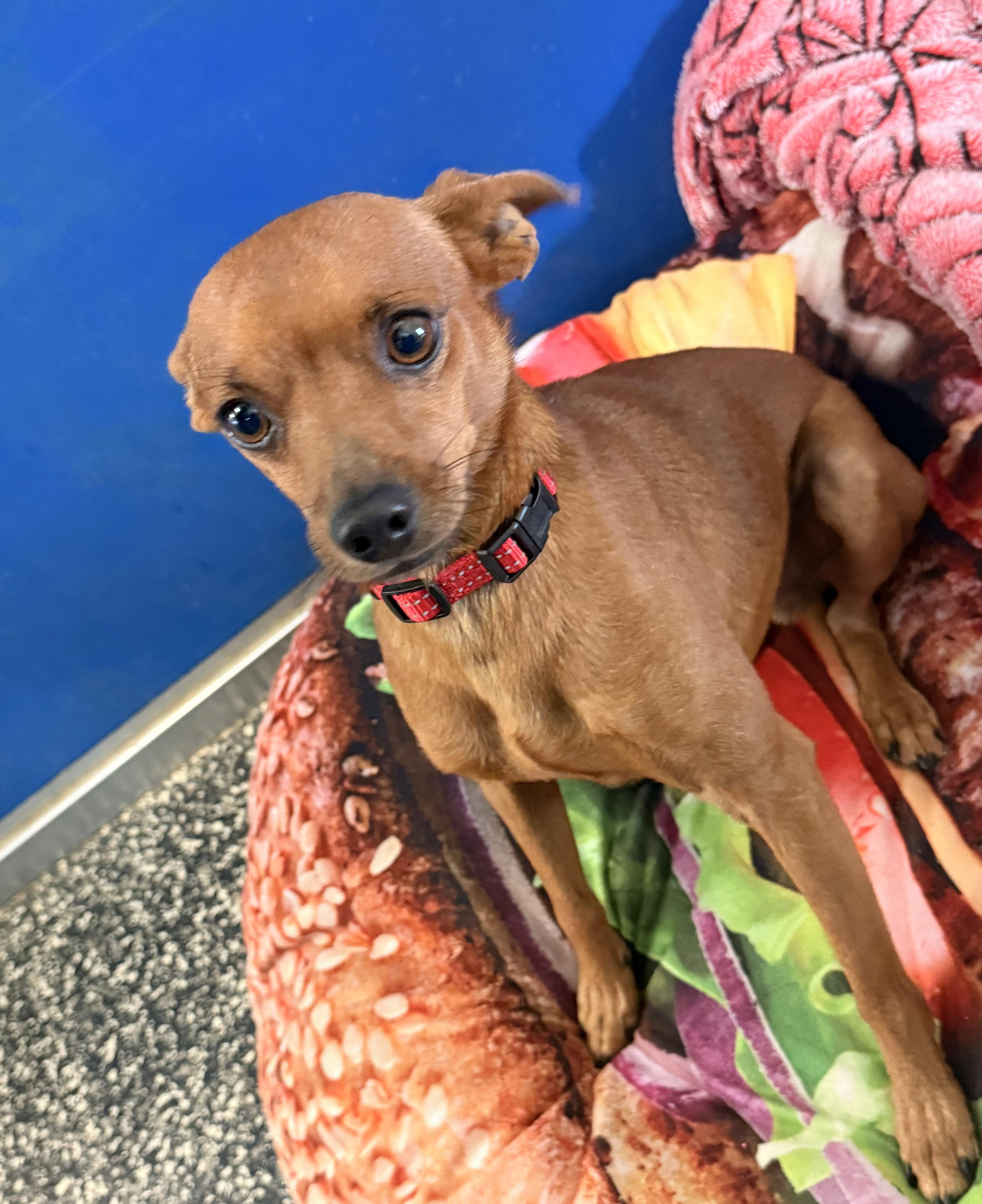 Enlarge Copper, a Adopted Chiweenie in McKenzie, TN image 2/5