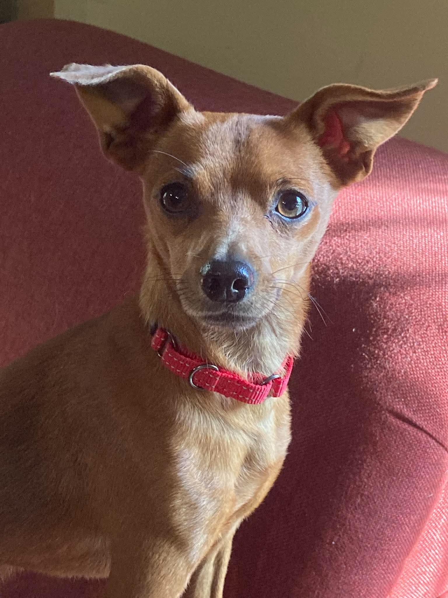 Copper, Adopted, Young Male Chiweenie.