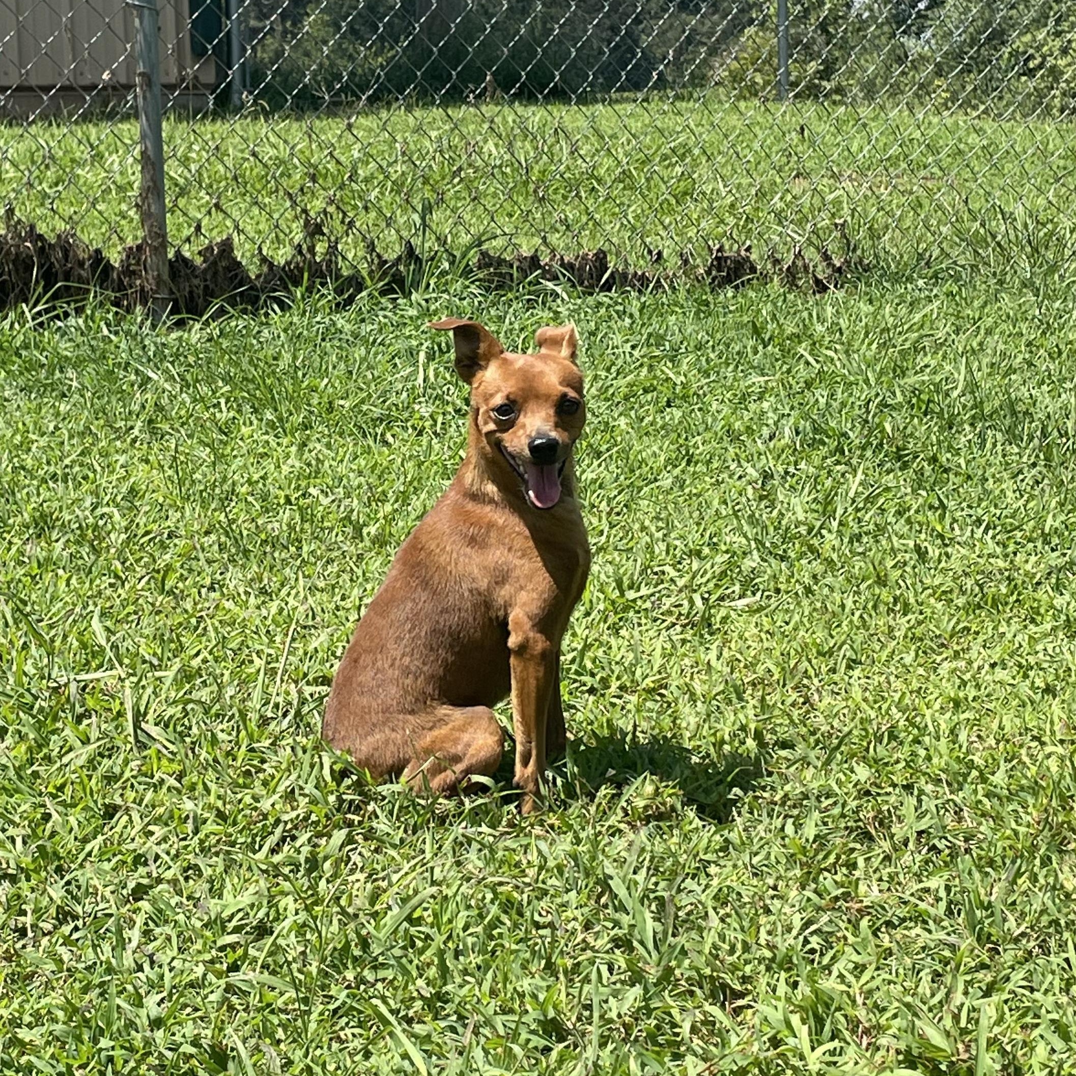 Enlarge Copper, a Adopted Chiweenie in McKenzie, TN image 3/5