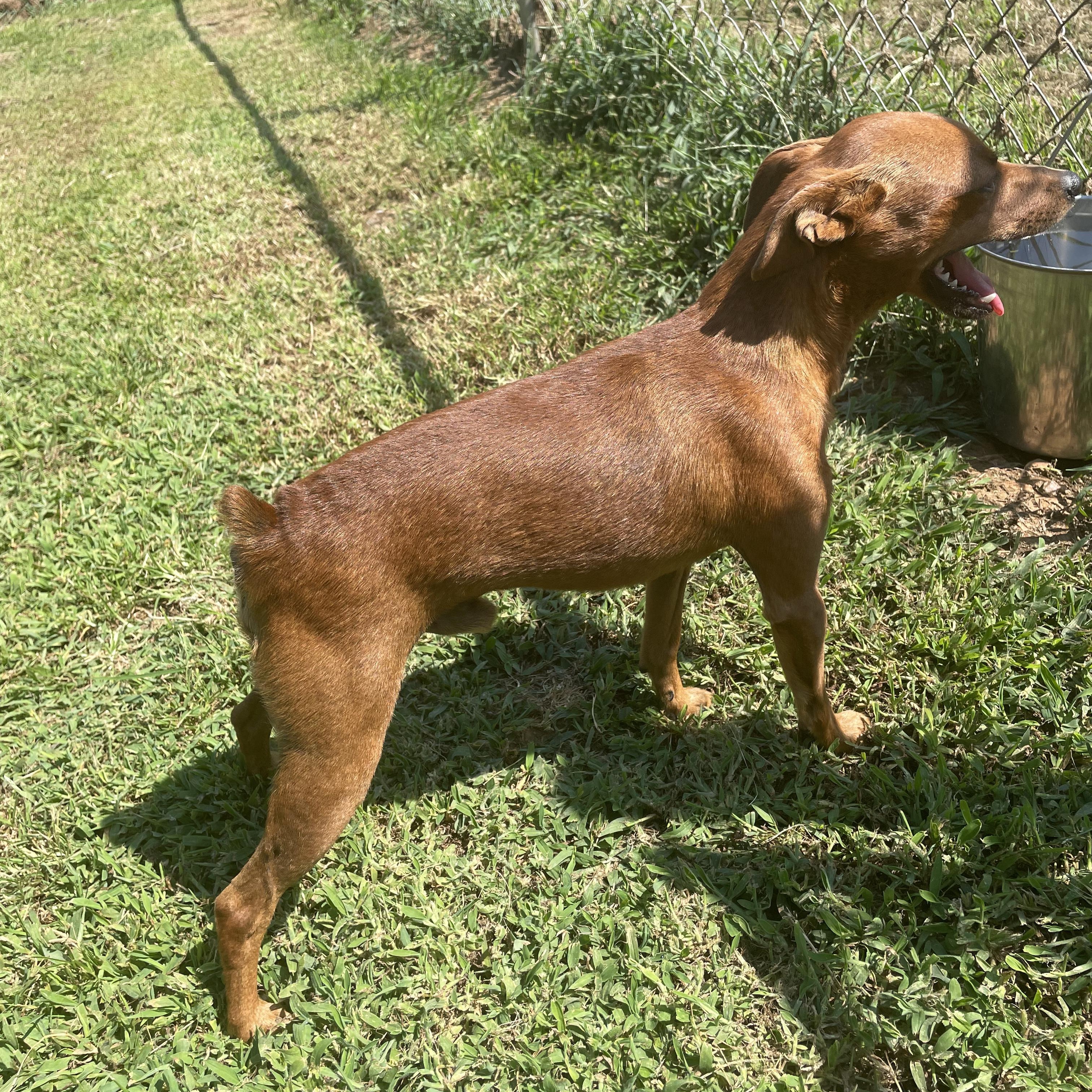 Enlarge Copper, a Adopted Chiweenie in McKenzie, TN image 5/5