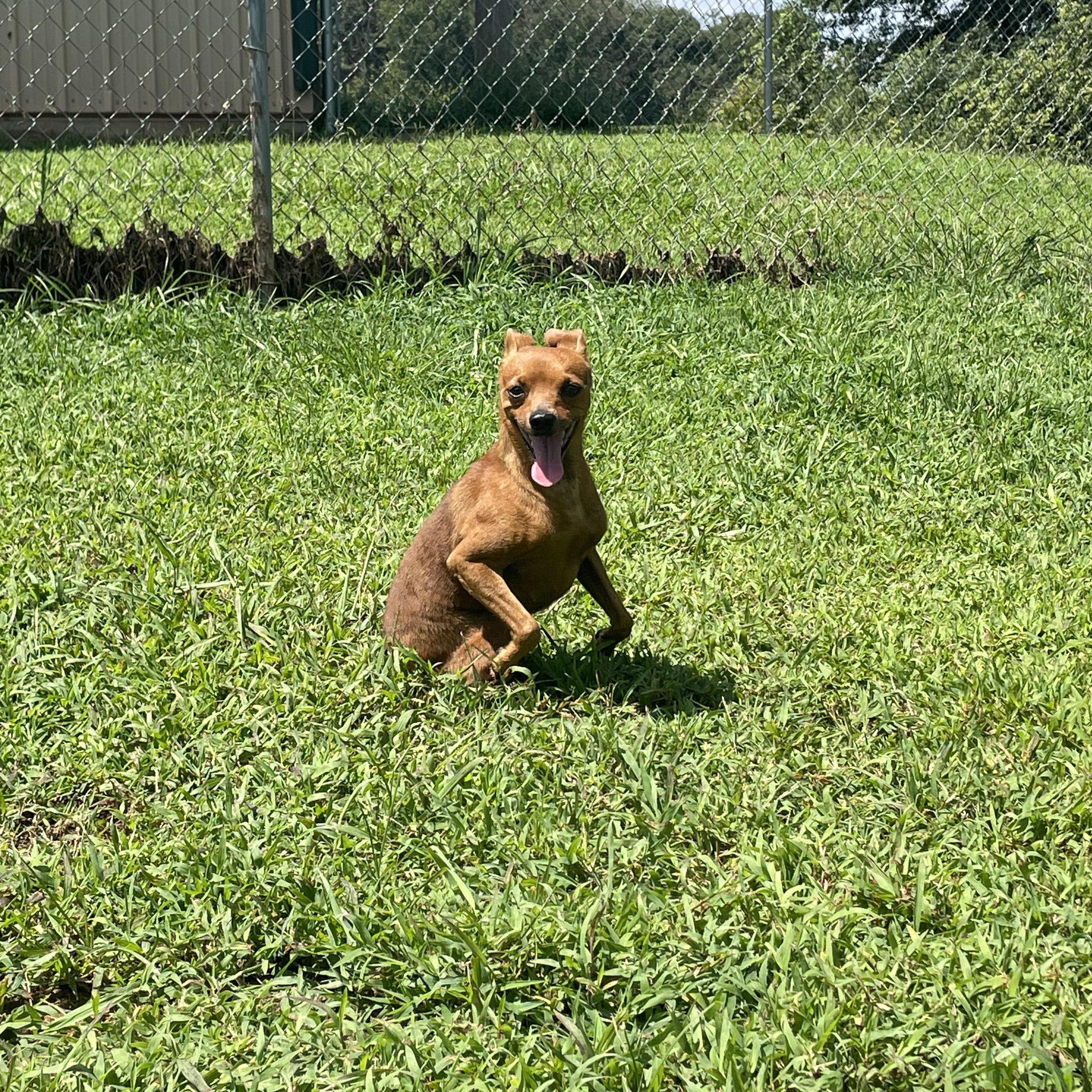 Enlarge Copper, a Adopted Chiweenie in McKenzie, TN image 4/5
