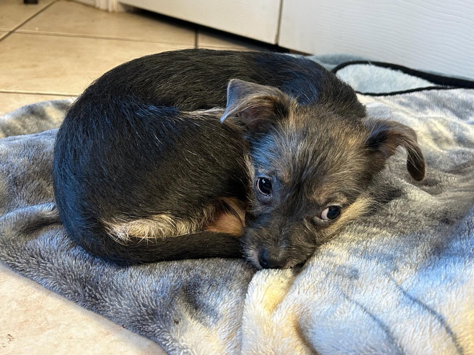 Enlarge Ruby - ADOPTION IN PROCESS, a Adoptable Terrier in Grafton, WI image 1/3
