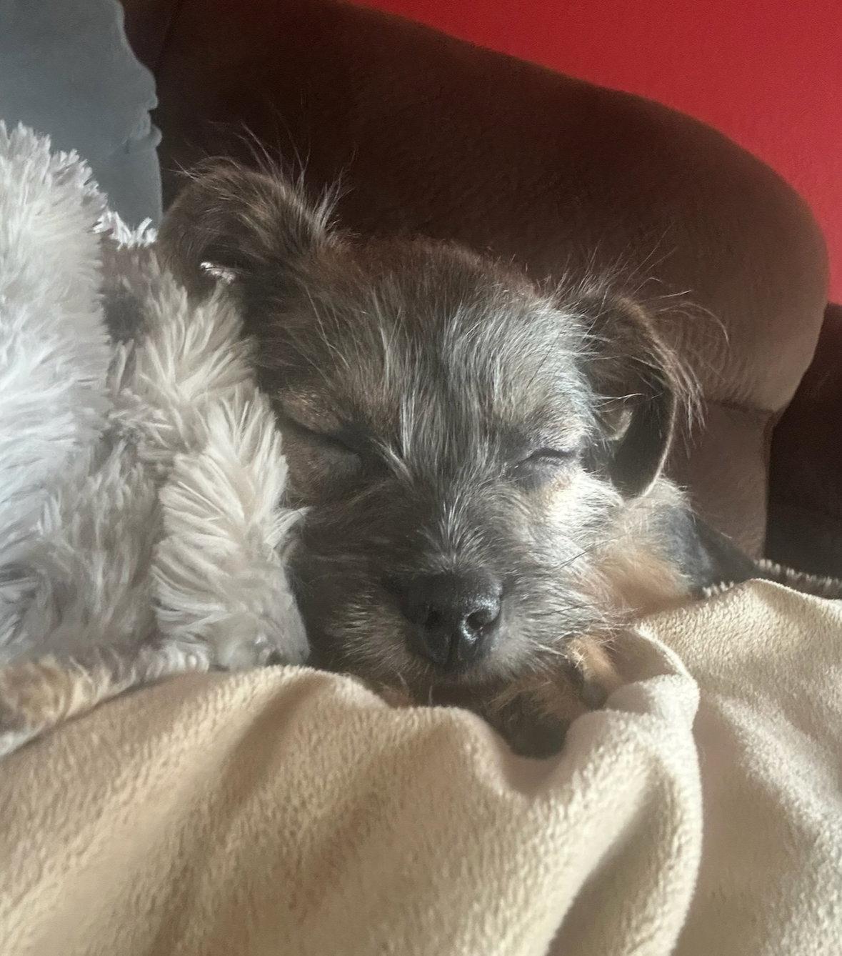 Enlarge Ruby - ADOPTION IN PROCESS, a Adoptable Terrier in Grafton, WI image 2/3